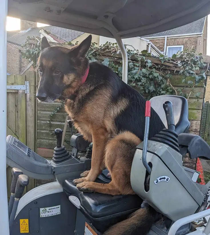 murphy sitting on digger